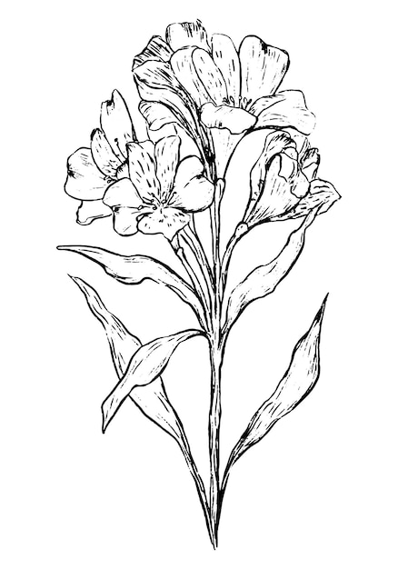 Alstroemeria flor tropical Ilustración vectorial dibujada a mano Dibujo botánico de plantas exóticas Contorno vintage clipart aislado en blanco