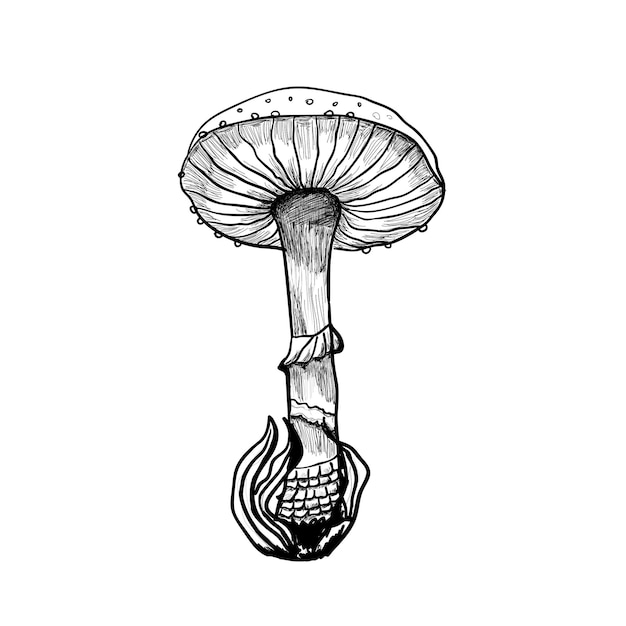 Amanita hongo boceto dibujado a mano ilustración vectorial