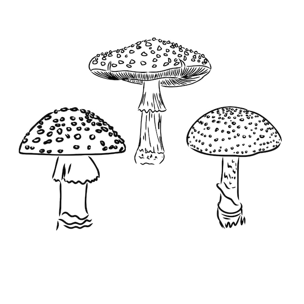 Amanita muscaria setas venenosas no comestibles bosquejo ilustración vectorial aislada