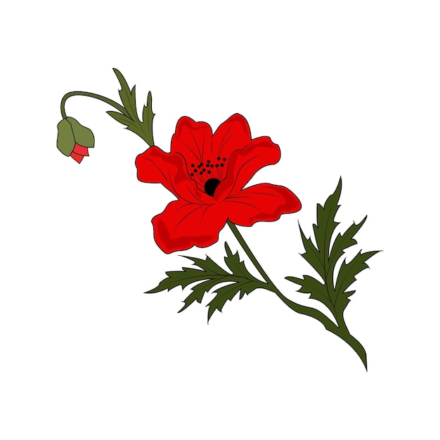 Amapola roja con un capullo y un tallo verde Amapola floreciente Flores