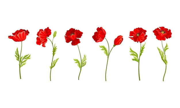 La amapola roja como planta herbácea con flores en el conjunto de vectores del tallo