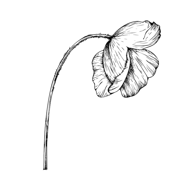 La amapola vectorial es una flor de pápaver lineal pintada a mano Ilustración gráfica aislada en el fondo Botanica