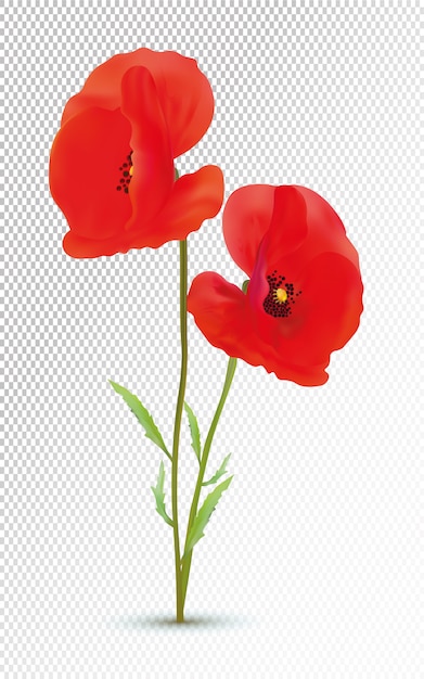 Amapolas rojas realistas 3d con hoja verde.