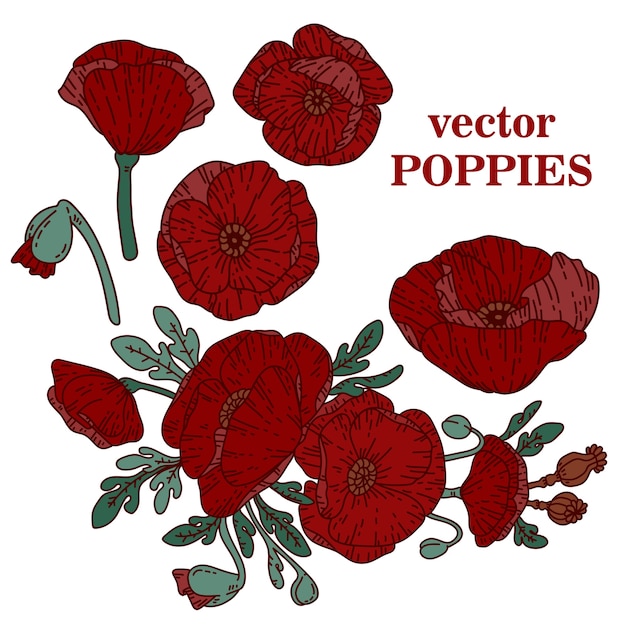 Amapolas vector