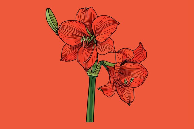 Amaryllis y sus derivados