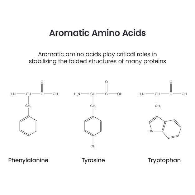 Aminoácidos aromáticos bioquímica ciencia vector infografía