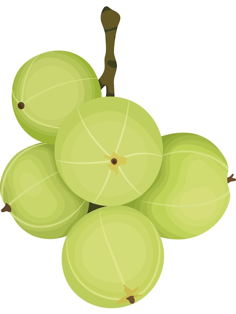 Amla o fruta de grosella india con ilustración de una rama aislada sobre un fondo blanco