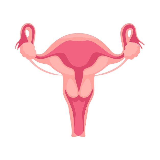 Vector anatomía del aparato reproductor femenino.