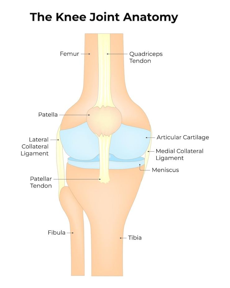 Vector la anatomía de la articulación de la rodilla fémur cuádriceps tendón patella lateral ligamento colateral fibula tibia