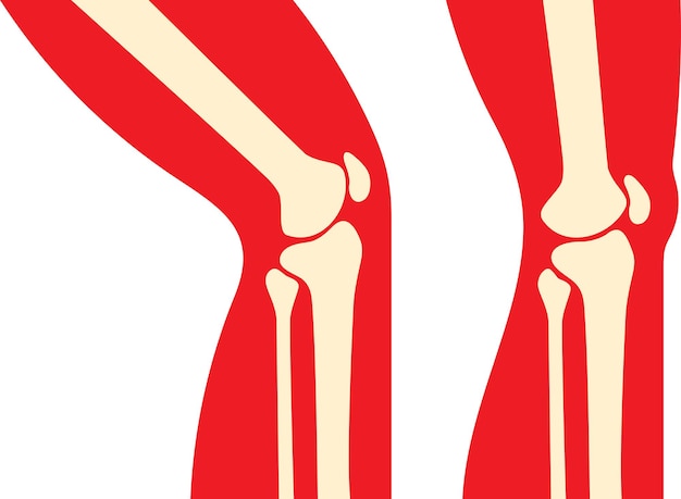 Vector anatomía de la articulación de la rodilla