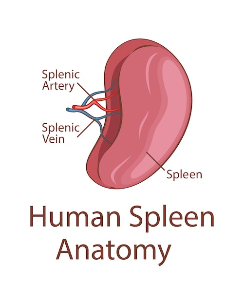 Anatomía del bazo humano Órgano interno humano Ilustración anatómica Ciencia medicina biología educación