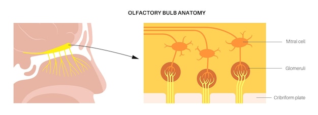 Anatomía del bulbo olfatorio