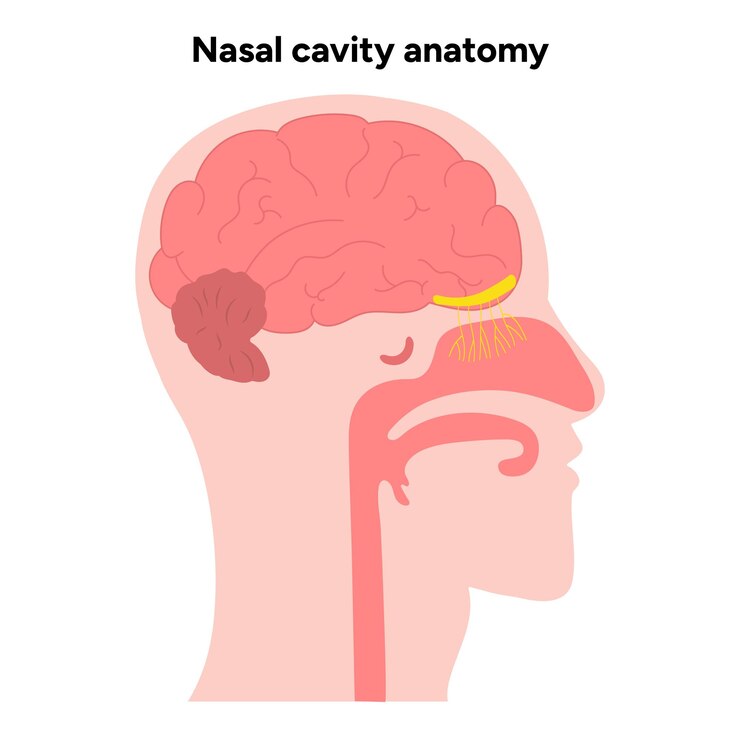 Vector anatomía de la cavidad nasal anatomía nasal de la nariz inflamación de la cavidad nasal diagrama médico infográfico