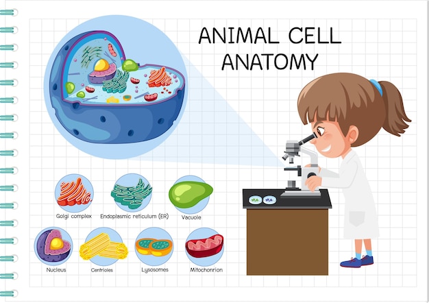 Vector anatomía de la célula animal (diagrama de biología)