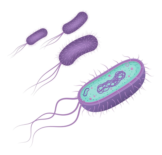 Vector anatomía de las células bacterianas vectoriales aisladas sobre un fondo blanco ilustración educativa estructura de p