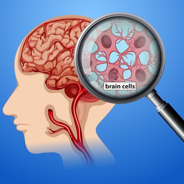 Anatomía de las células del cerebro humano