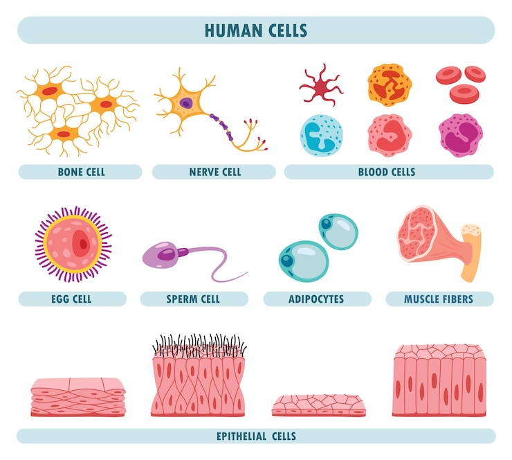 Vector anatomía de las células del cuerpo humano