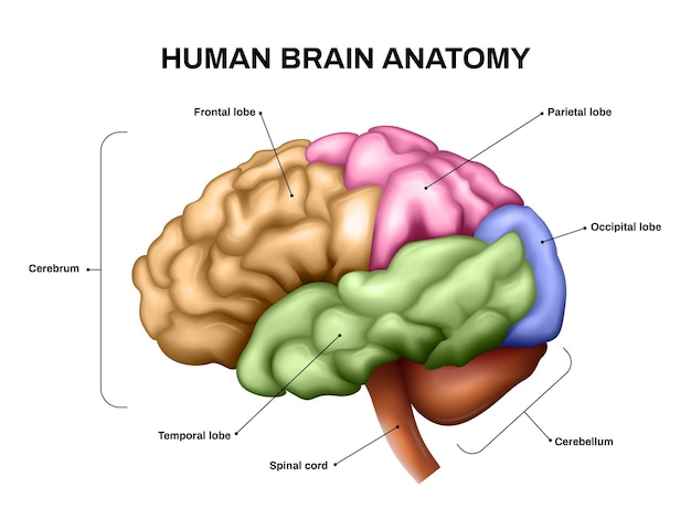 Vector anatomía cerebral realista