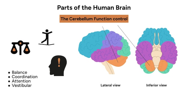 Anatomía del cerebro humano con diagrama de partes coloreadas control de la función del lóbulo del cerebelo médico