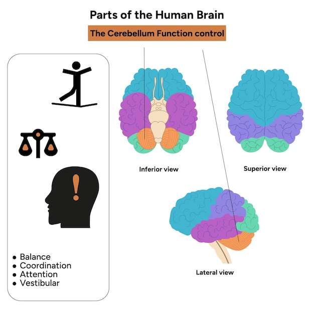 Anatomía del cerebro humano con diagrama de partes coloreadas control de la función del lóbulo del cerebelo médico