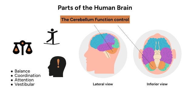 Anatomía del cerebro humano con diagrama de partes coloreadas control de la función del lóbulo del cerebelo médico