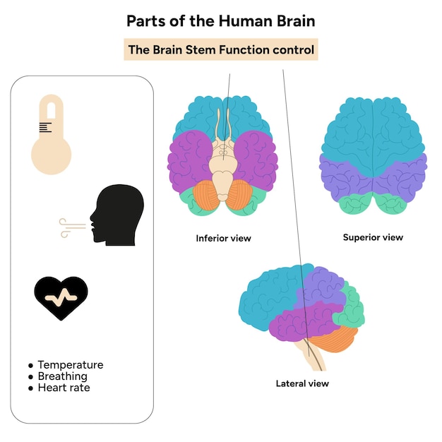 Anatomía del cerebro humano con diagrama de partes coloreadas Ilustración médica Control de la función del tallo cerebral