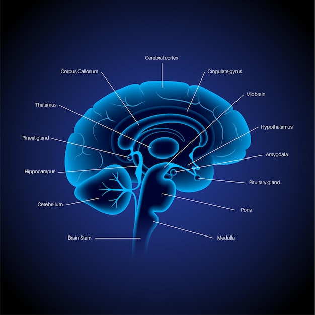 Vector anatomía del cerebro humano sobre un fondo azul. sistema límbico y concepto de red neuronal. concepto de tecnología de ciencia digital. ilustración de vector 3d de cartel médico de corteza cerebral y cerebro para clínica