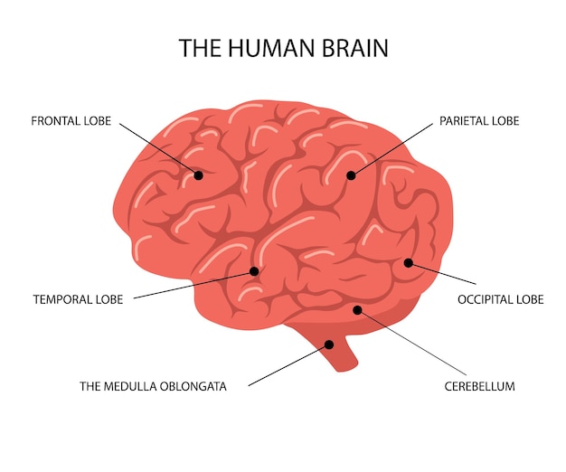 Anatomía del cerebro humano