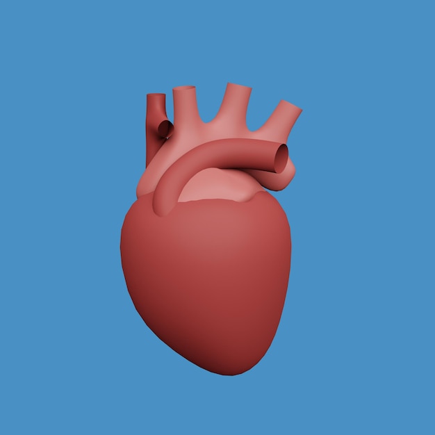 Anatomía del concepto humano Estilo de dibujos animados de objetos 3D realistas