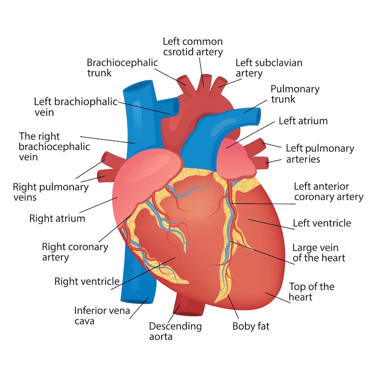Vector anatomía del corazón del corazón humano sobre un fondo blanco ilustración vectorial para cartel