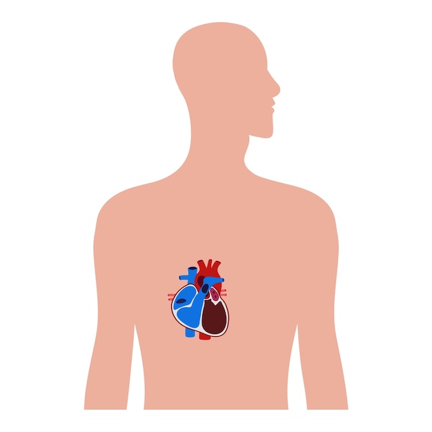 Anatomía del corazón humano arteria aorta vena capilar