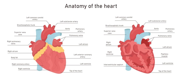 Anatomía del corazón humano Diagrama educativo Flujo sanguíneo Ilustración del corazón humano