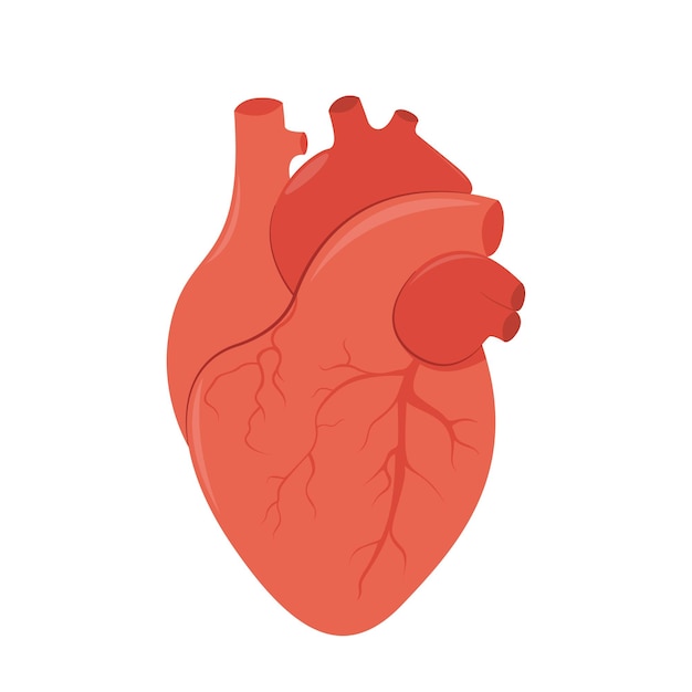 Anatomía del corazón humano Ilustración vectorial en estilo plano aislada sobre fondo blanco