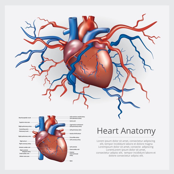 Vector anatomía del corazón humano ilustración vectorial