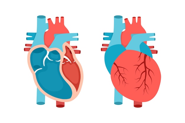 Vector anatomía del corazón con sección transversal y vista sin cortes concepto de cardiología cardíaca anatómicamente correcto