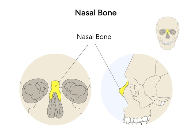 Anatomía del cráneo humano infografía ilustración del hueso nasal