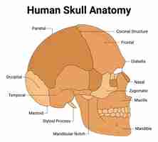 Vector anatomía del cráneo humano parietal occipital temporal mastoide proceso estilóide muesca mandibular