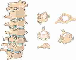 Vector anatomía del cuello uterino