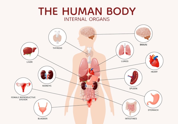 Anatomía del cuerpo femenino humano órganos internos y partes cartel de diagrama