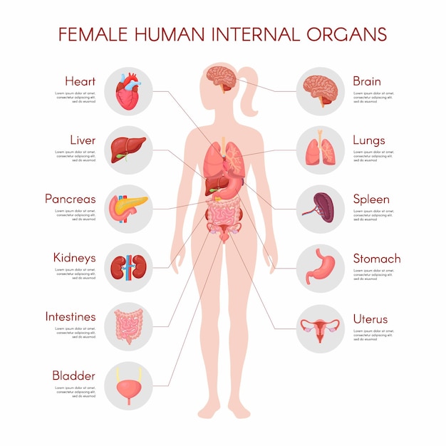 Anatomía del cuerpo humano, cartel de órgano interno de mujer. ilustración de infografía médica. hígado, estómago, corazón, cerebro, sistema reproductor femenino, vejiga, riñón, tiroides. fondo blanco aislado