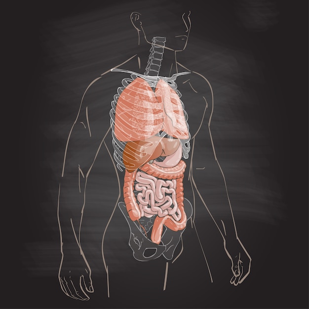 Vector anatomia del cuerpo humano