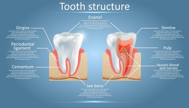 Anatomía dental vectorial y diagrama de estructura dental