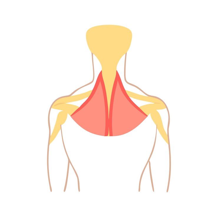 Vector anatomía detallada del trapecio