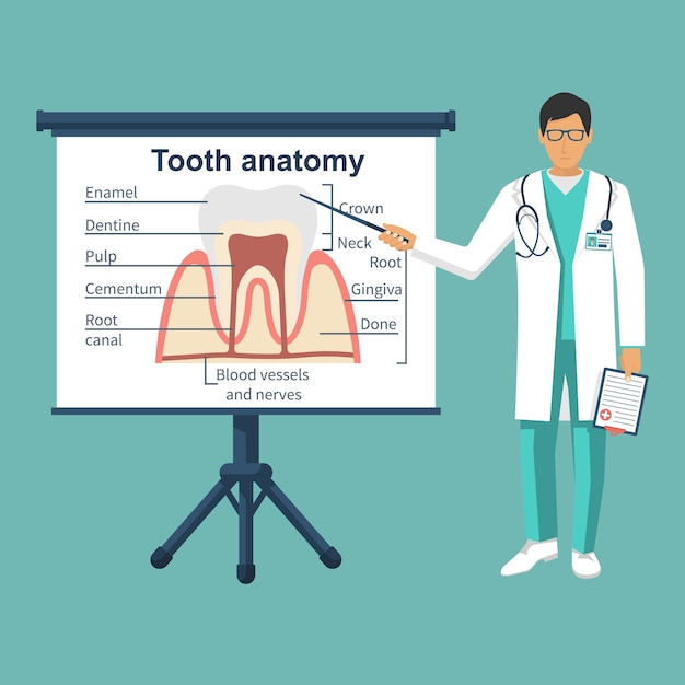 Anatomía del diente a bordo médico dentista señalando la estructura del diente salud estomatología vector illustrr