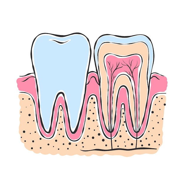 Anatomía del diente Dibujo de estilo boceto Infografías en odontología Ilustración vectorial
