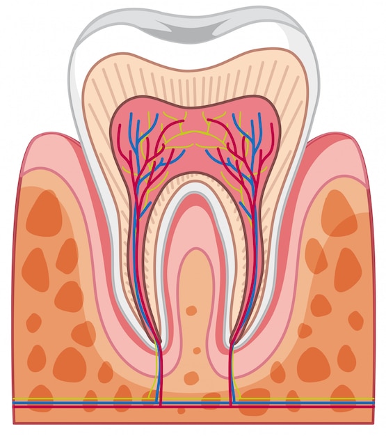 Vector anatomía del diente humano