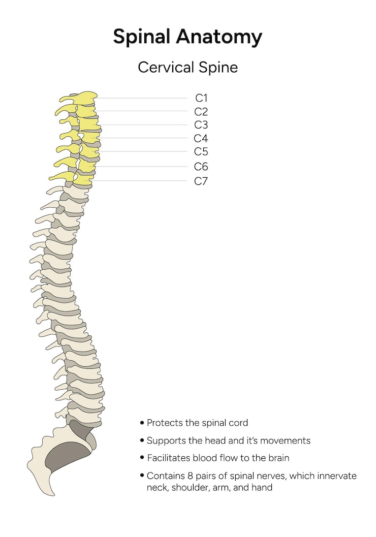 Vector anatomía espinal columna cervical caricatura en vector