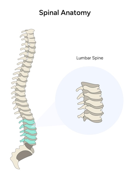 Vector anatomía espinal columna lumbar infografía en vector