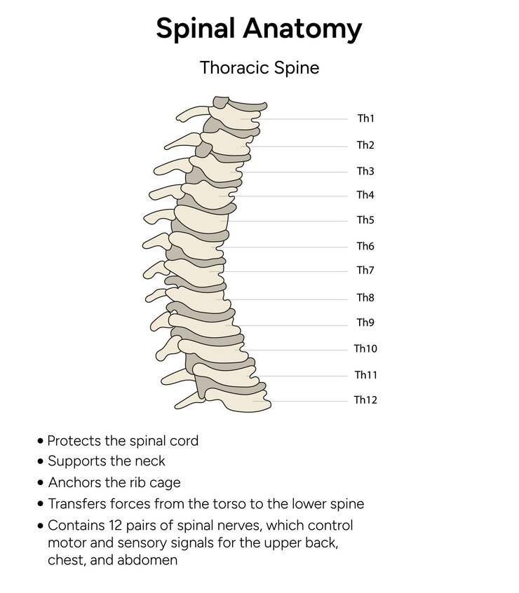 Vector anatomía espinal ilustración de la columna torácica en vector