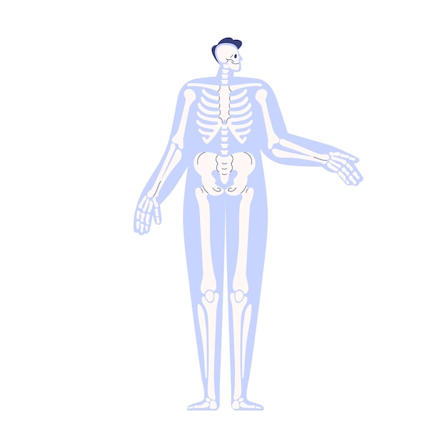 Anatomía del esqueleto en el cuerpo humano. Sistema esquelético interno con huesos, cráneo en silueta de personas abstractas. Estructura anatómica, esquema anterior. Ilustración de vector plano aislado sobre fondo blanco.